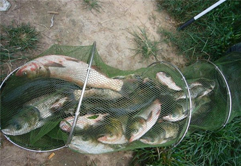 夏天去水库野钓鲢鳙,用这款穿透力极强的饵料绝对爆护