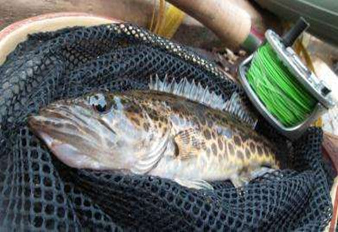 不同水域钓鳜鱼的七个小技巧
