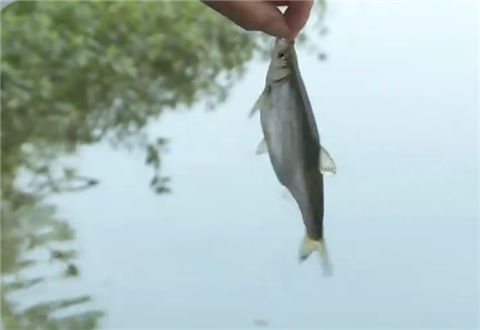 王者师徒02集 3456号鲫鱼饵料的秘密 [视频]