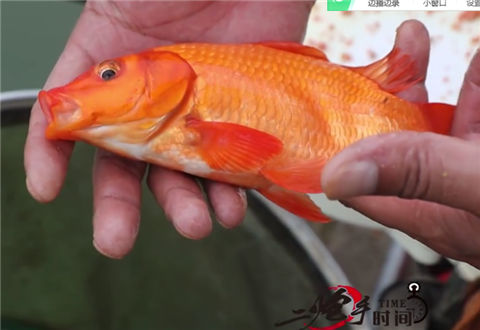 二炮手时间第09期 江西兴国红鲤鱼 [视频]