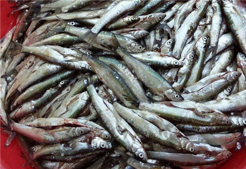野钓小白条闹窝严重？这4个方法你用过没？