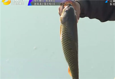 《江湖行》东北高温钓鲫鲤 [视频]