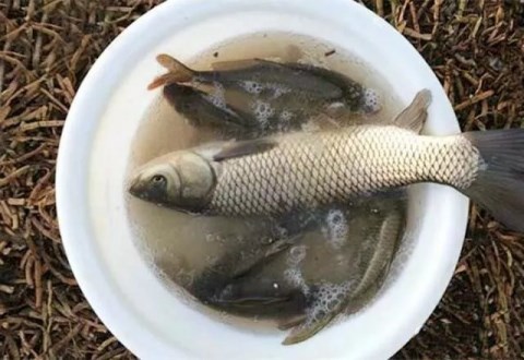 分享一款秋季钓草鱼饵料和垂钓小技巧
