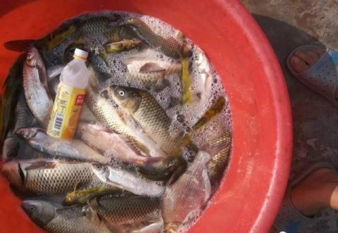 自制而且很方便的秋天钓鱼发酵饵料配方