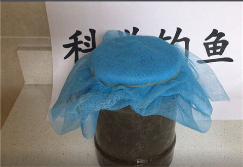 科学钓鱼 巧养蚯蚓冬钓鲫鱼轻松爆箱 [视频]