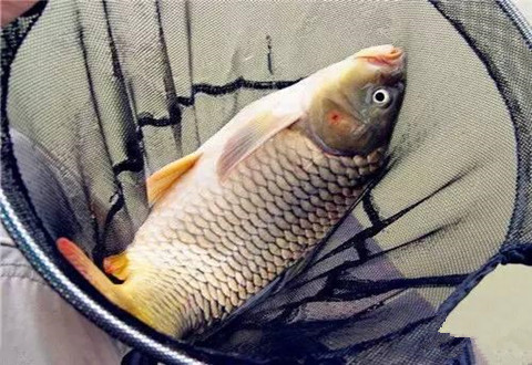 野钓鲤鱼的钓位选择,你学会了吗?