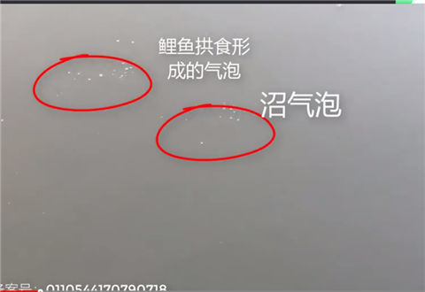 麦子钓鱼 如何判断鲤鱼的拱食线路 [视频]