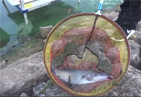 白条杀手 探钓桑涧水库 刚下竿就遇到大鱼切线 [视频]