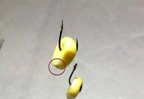 3个用玉米粒钓鱼的小技巧