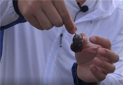 白条杀手 库钓青鱼螺蛳挂钩抛竿教学 [视频]