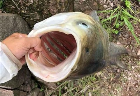 钓鲢鳙的3个妙招,每次钓得都比别人多