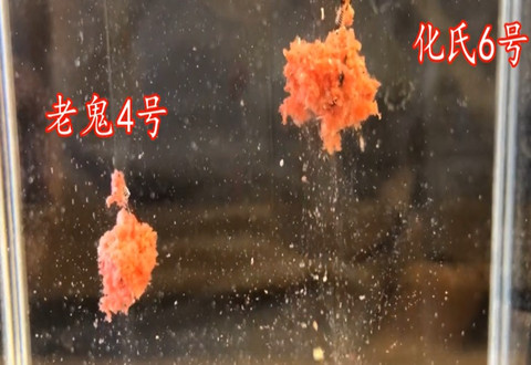 科学钓鱼 化氏老鬼腥味鲫鱼拉饵PK，野钓最强饵 [视频]