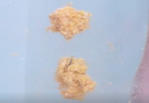  饵熟能详 夏季肥水拉饵钓鲫鱼 [视频]