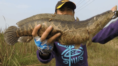 三耳鱼的黑鱼世界 2018秋季雷强之二十一 [视频]