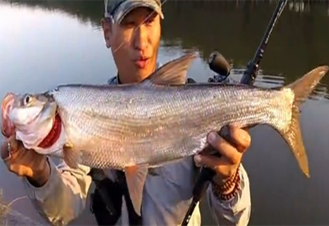 大海路亚讲堂 ALC&GOA 探鳡鱼寻翘 海鲈鱼疯狂 [视频]