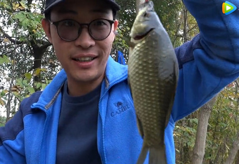 白条杀手 野塘草洞钓鲫鱼 高清漂像 传统钓连杆黄金鲫鱼 [视频]