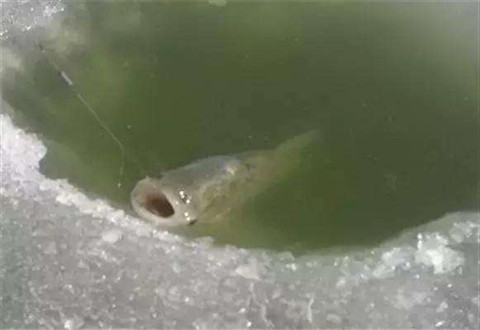 冬天钓鲢鳙的技巧，老钓鱼人的经验总结