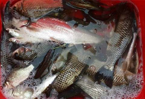 初冬钓鱼用老鬼九一八饵料如何搭配,这三款配方专攻鲫鲤
