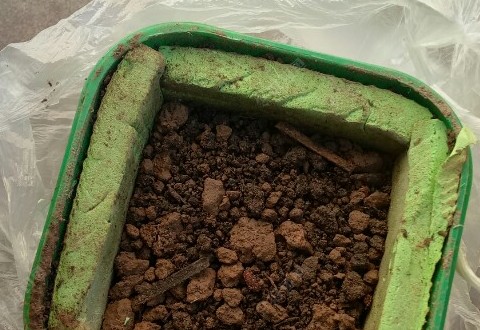 自养蚯蚓好处多，钓鲫鱼的饵料又有了