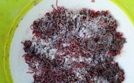 冬钓鲫鱼怎么开饵?