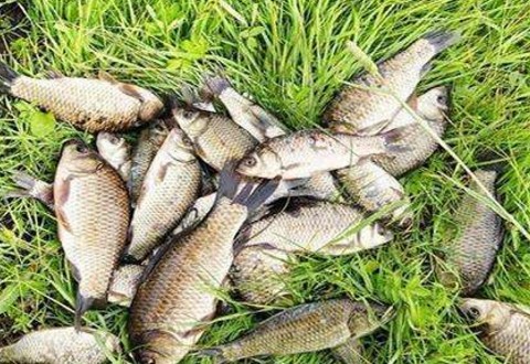 冬季钓鱼自制饵料,可垂钓鲫鱼草鱼鲢鳙
