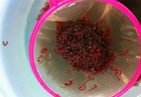 冬季钓鱼怎么拉饵?老钓友拉饵思路分析