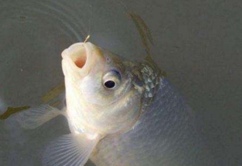 什么时候要浮钓鲫鱼?怎么浮钓鲫鱼?