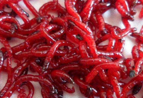 冬季钓鱼怎么保存红虫饵?