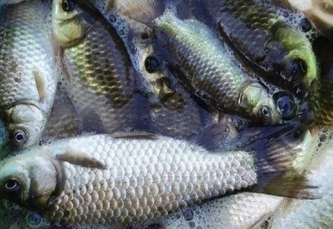 垂钓鲫鱼6大错误你都知道吗？附有垂钓鲫鱼配方