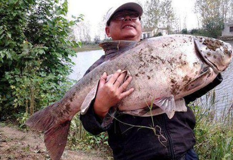 冬季钓鱼怎么垂钓鲢鳙？三个方面很关键