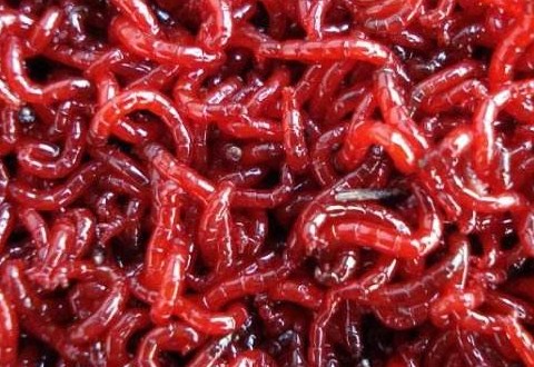 红虫钓鱼真的会有危险吗?看完你就知道了