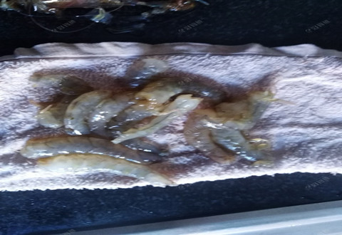 虾拉饵真实的制作过程与效果