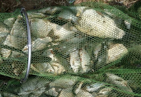 浅谈一下鲫鱼饵料