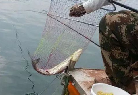 野钓翘嘴的几点技巧浅见,多多指教