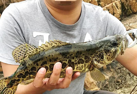 可能是中国最美的钓场!桂林漓江源头,寻钓神奇的虎皮鳜鱼