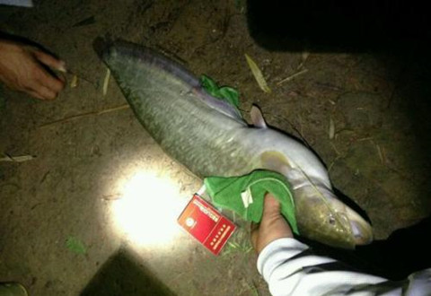春季怎样钓鲶鱼?