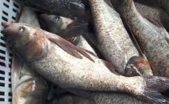海竿野钓鲢鳙技巧（抛竿、线组、选位、溜鱼）