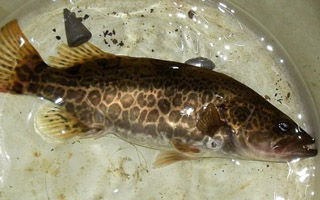如何钓野生鳜鱼的技巧(实战精华版)