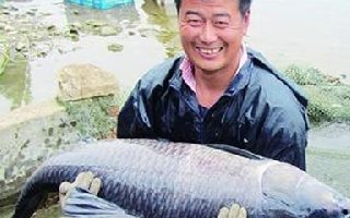 各地高手分享钓大青鱼的技巧