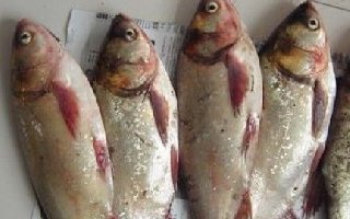 自制抛竿钓鲢鳙饵料配方(平原地带用)