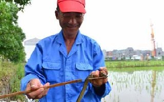 黄鳝的生活习性以如何分辨洞穴