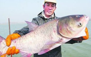 夏天钓鲢鳙的四款饵料和垂钓技巧