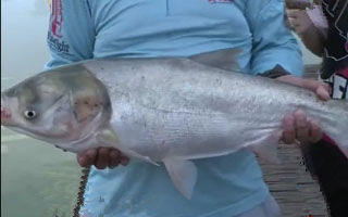 《江湖行》湖湘战大鱼 长江支流擒获大鲢鳙 [视频]