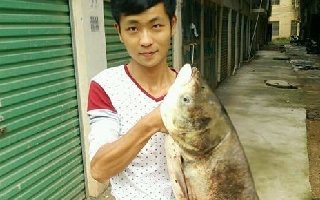 夏季手竿浮钓鲢鳙技巧（附实战钓组、饵料）
