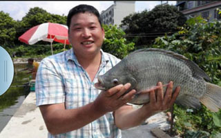 盛夏塘边过竿瘾 狂拉数十尾罗非鱼爆护