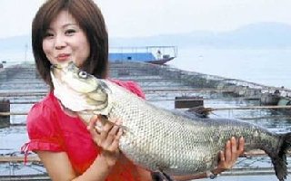 初秋野钓翘嘴如何调漂以及钓法技巧