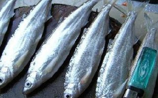江河水域钓白条的技巧全解析
