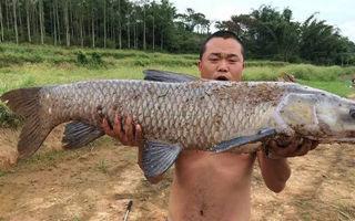 大河边新塘开竿，一场下来钓青鱼200多斤