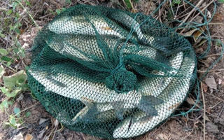 故地再战无名小沟河 依擒野生大草鱼爆护