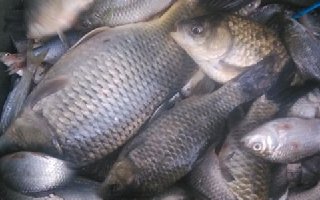 在江河水域钓鲫鱼和鲤鱼的用饵技巧